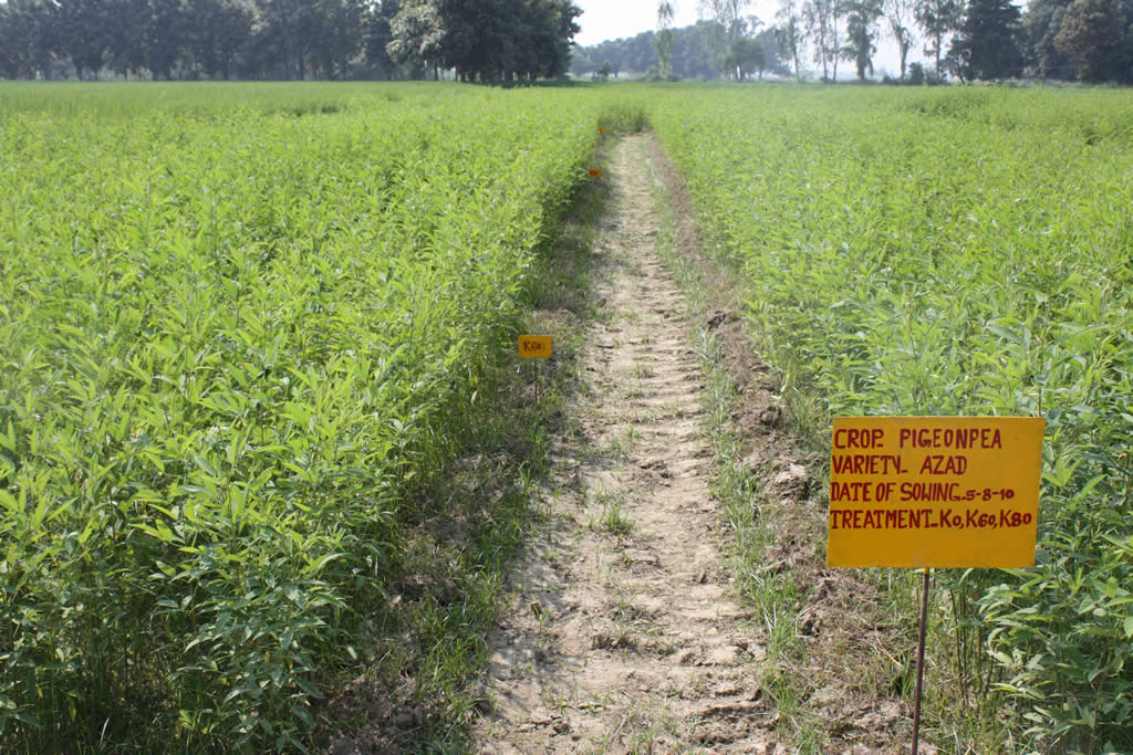 Effect of Potassium Application on Yield and Quality Characteristics of Pigeon Pea (Cajanus