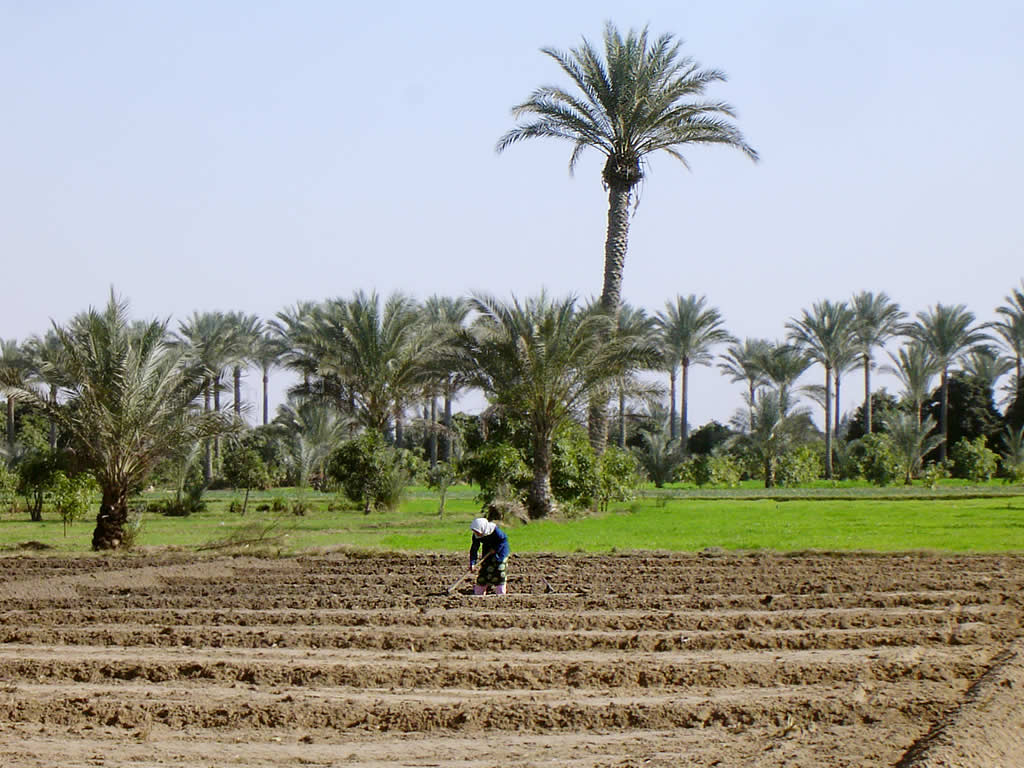 Country Report on Egyptian Agriculture and Summary of IPI Experiments