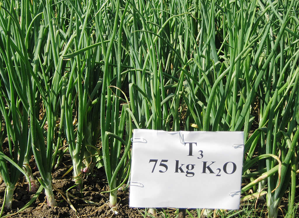 Potassium Nutrition for Improving Yield and Quality of Onion