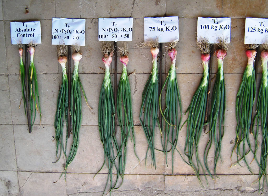 Potassium Nutrition for Improving Yield and Quality of Onion