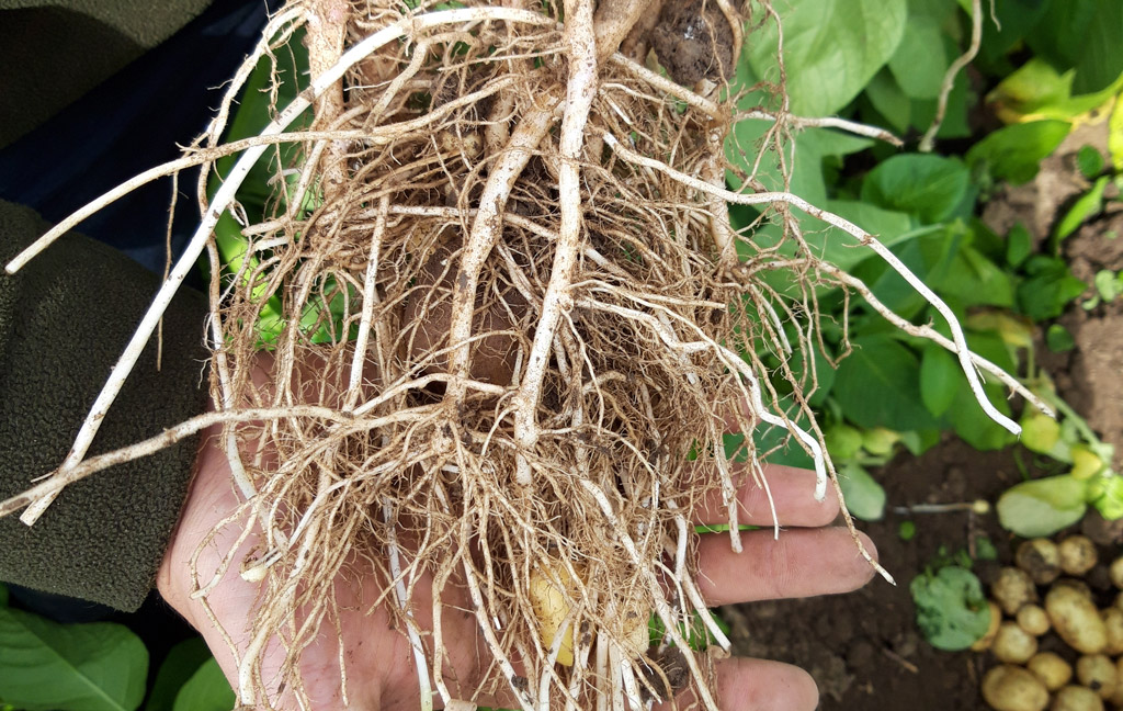 potato root system