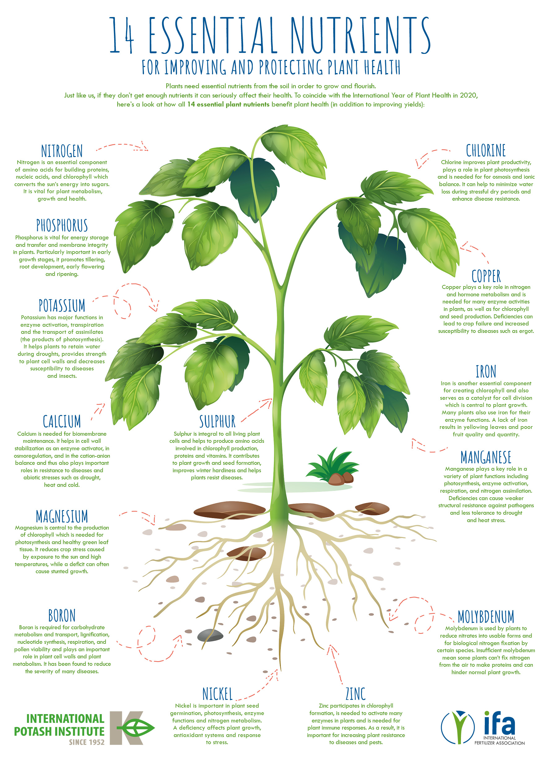 Essential Nutrients for Improving and Protecting Plant Health